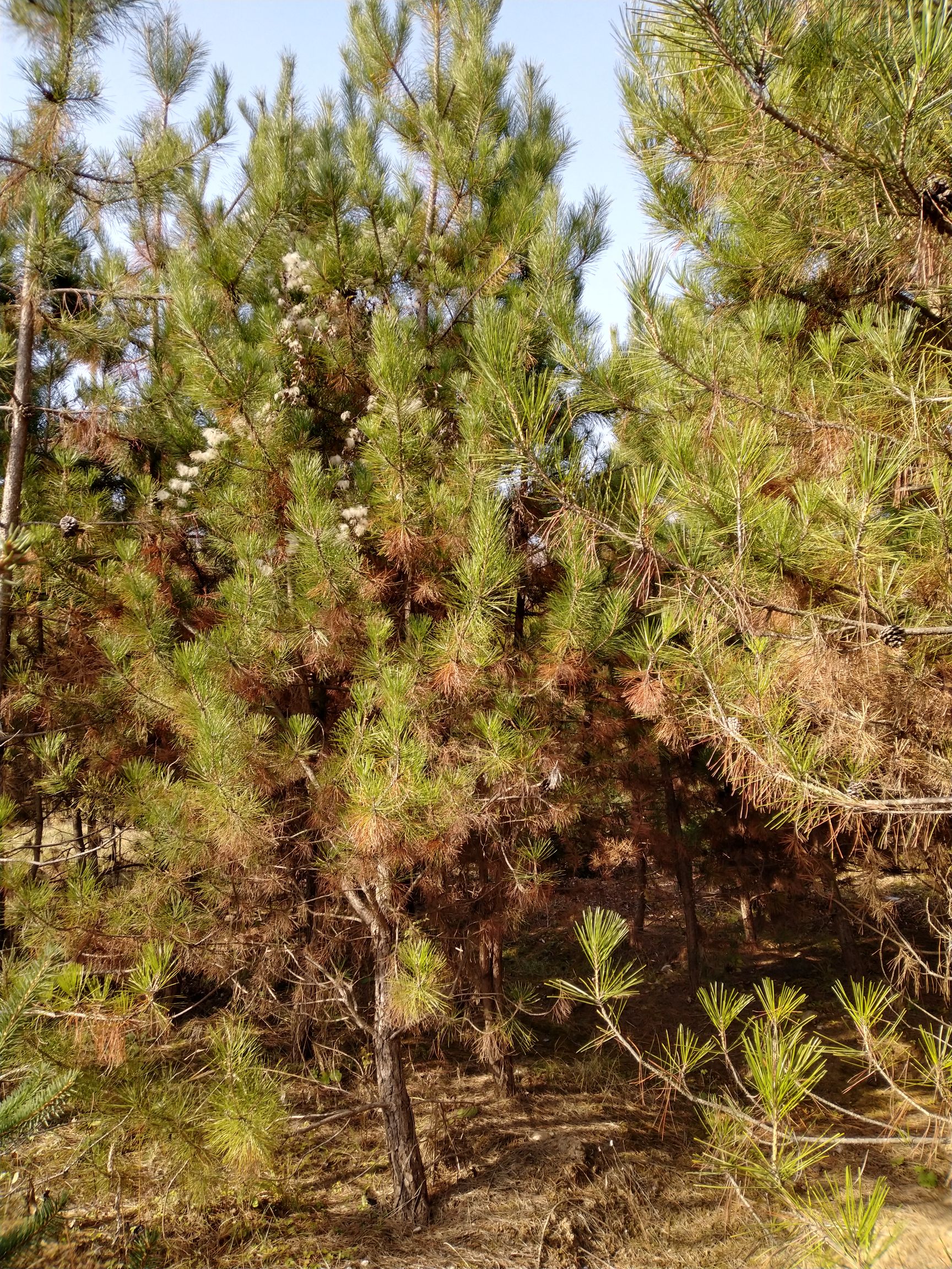 旱地油松 大量供应1-7米油松