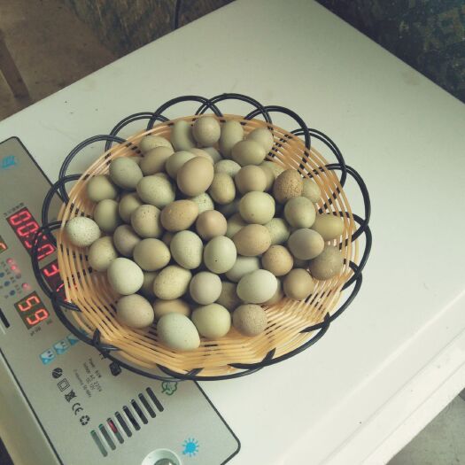 溧阳市桂花雀蛋 高孵化率的桂花雀种蛋
