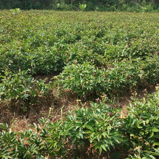 滁州 多年生芍药
