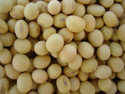 大连有机黄豆 东北黑土地特产，品质优良，价格合理