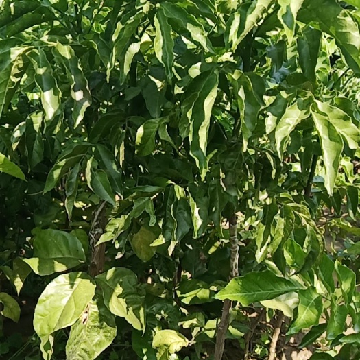 廉江市贵妃黄皮果苗  黄皮新品种贵妃果苗，黄金蛋果苗，纯正靓种，产量高，基地直销