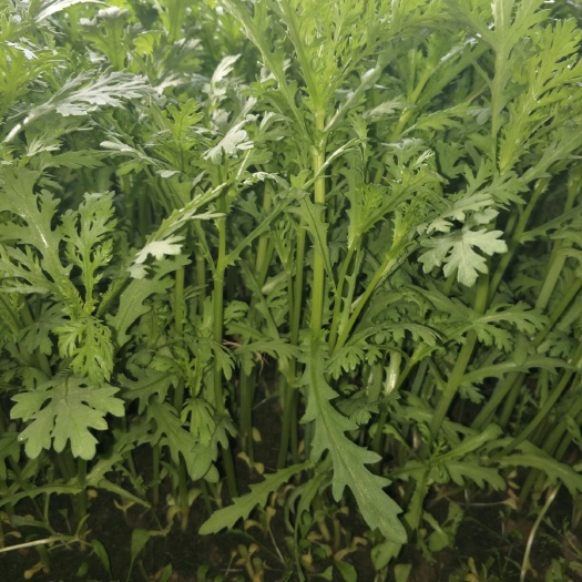 光杆茼蒿 咱家产品，有机蔬菜