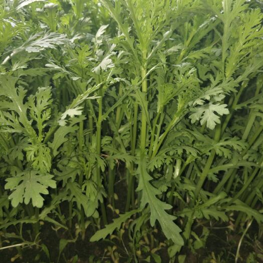 烟台光杆茼蒿 咱家产品，有机蔬菜