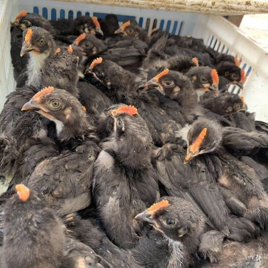  大量批发黑土二和贵妃鸡苗，有需要的可以了解一下