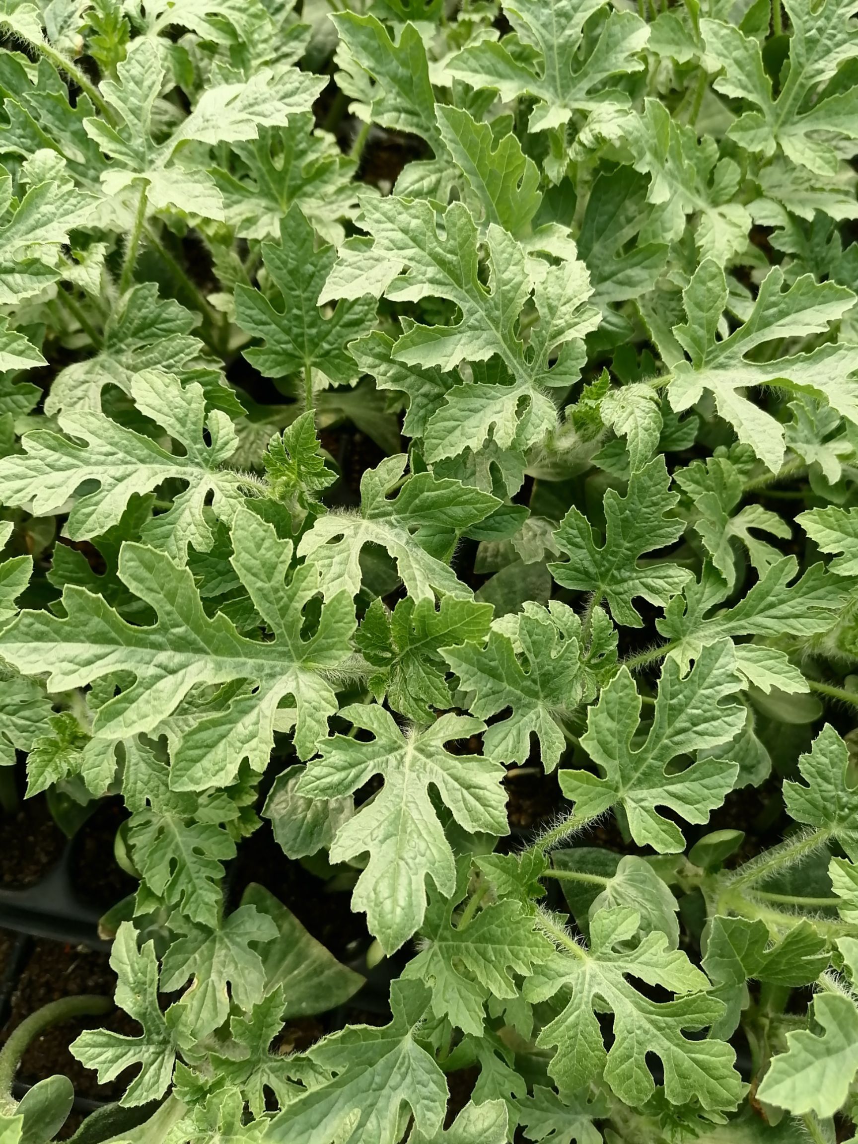  正宗新红宝嫁接西瓜苗，根系发达，产量高，抗病抗重茬