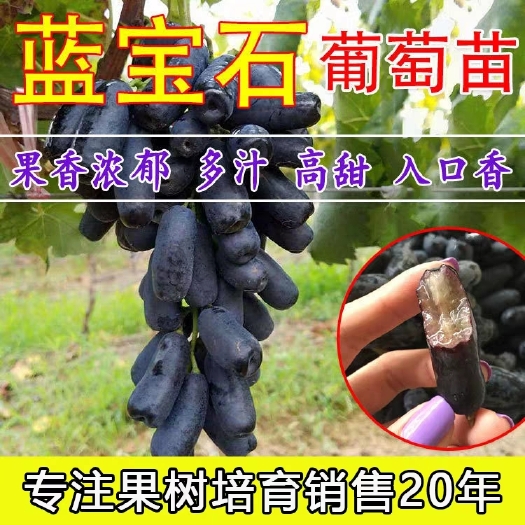 平邑县 蓝宝石葡萄苗基地培养质量保证品质优良保湿发货