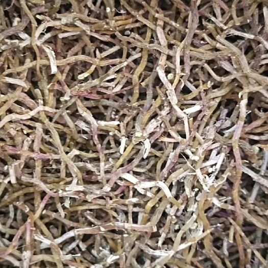 芒市云南高原特色石斛铁皮石斛 ，大量出售无渣干条大量批发
