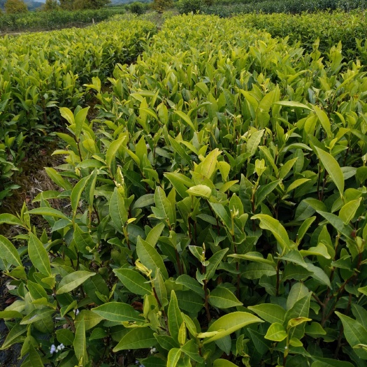 饶平县凤凰单丛茶苗 :白叶、鸭屎香、大乌叶、锯朵子等，营养杯苗，品种优良价可面仪