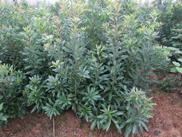 东魁杨梅树苗  杨梅苗质量保证品种多多带叶发货保湿发货基地直供