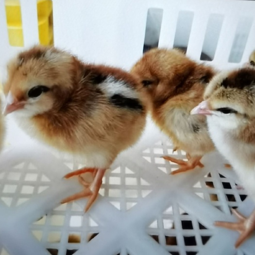 广州清远麻鸡苗-小麻鸡苗-包打疫苗-清远麻1.5
号母苗