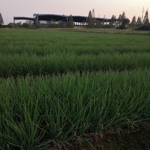 庐江县小香葱 量大价优，安徽地区可以合作，常年供应葱苗