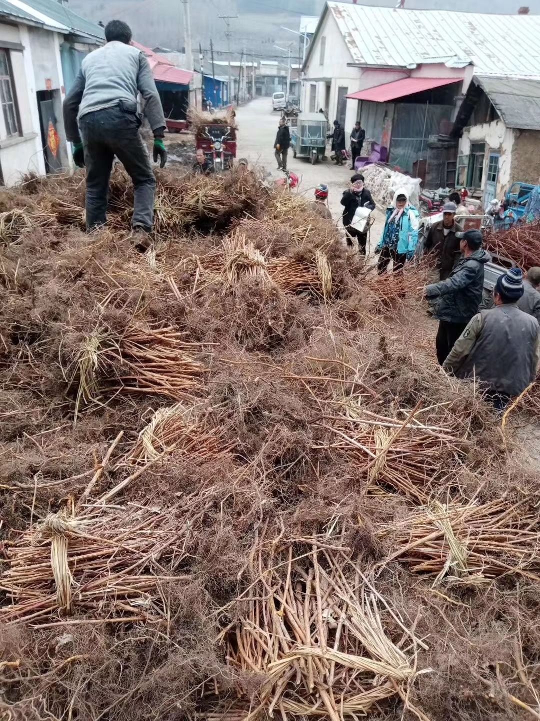 哈瑞太兹苗  黑龙江双季树莓苗，产地直供，支持线上保障交易。