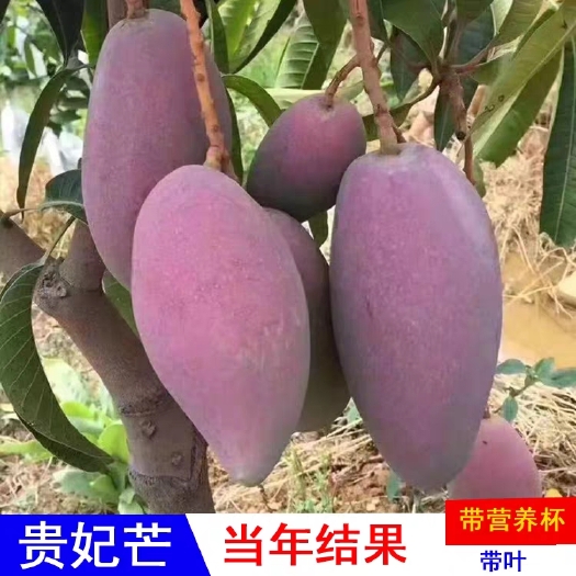 灵山县嫁接芒果树苗金煌芒果苗凯特四季青芒果盆栽南方种植当年结果树苗