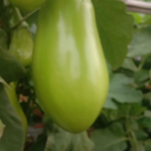 高州市青茄 口感不错。