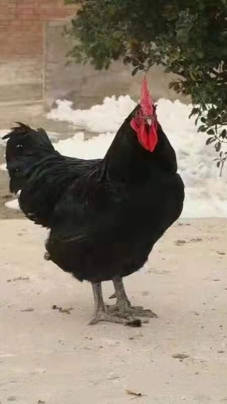 衡阳乌骨鸡苗  快大黑乌鸡苗