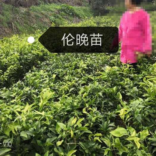 松滋市3年伦晚脐橙苗，销量优势明显，基地直供，假一赔十，可签合同