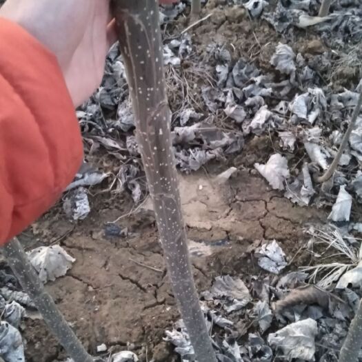 泗水县107速生杨 优质大量107杨树苗，量大优惠。