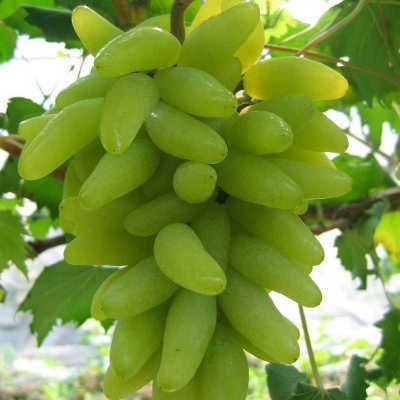 平邑县 葡萄苗 南方北方种植当年结果大苗爬藤葡萄树苗 包成活