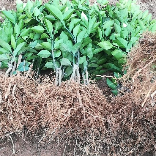 阳朔县纽荷尔脐橙苗 脐橙苗