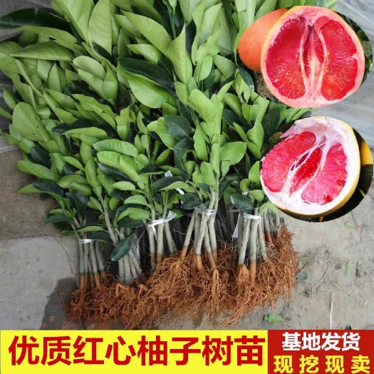 平邑县马家柚苗 正宗马家柚 沙田柚 两年苗 基地直供