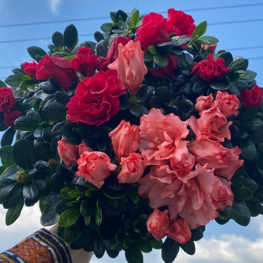 漳平市 大量批发杜鹃花双色 樱桃红与玫红相间价格美丽质量保证。