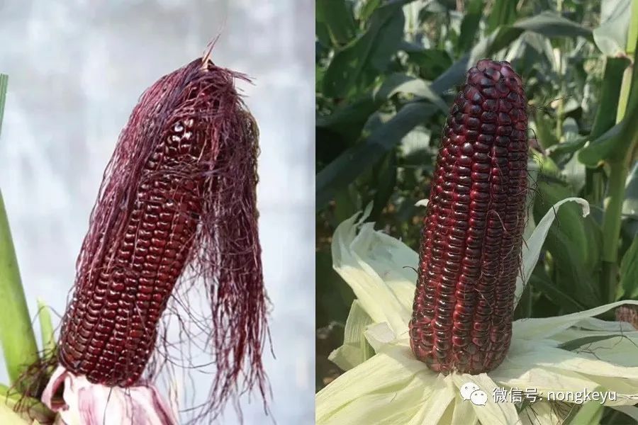 欢迎洽谈订单种植，鲜食粘糯黑、紫玉米