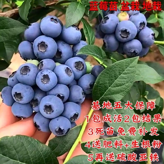 平邑县 【 死苗补发】蓝莓苗 黑珍珠蓝莓 北陆蓝丰  大量供应包成活