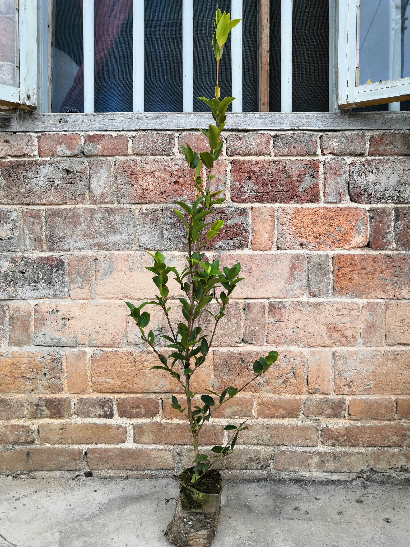 油茶苗  四年大杯苗(12公分)