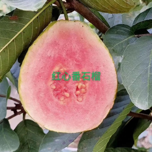 德庆县 红心番石榴，珍珠白肉番石榴，10斤起批