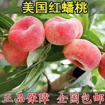 平邑县美国红蟠桃树苗 美国红蟠桃甘甜可口优质品质现挖现发质量保证