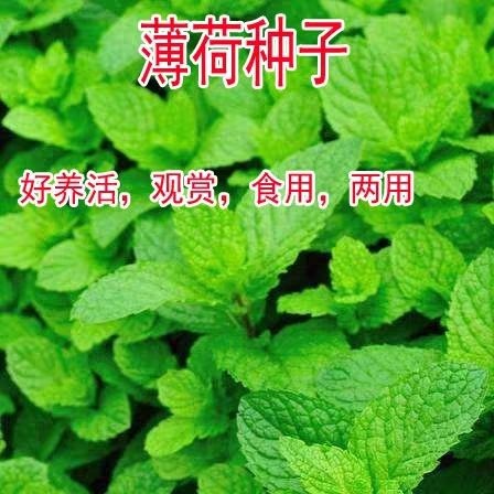 宿迁薄荷种子柠檬薄荷种子美国薄荷种子留兰香薄荷种子食薄荷种子