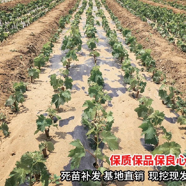  葡萄苗 南方北方种植当年结果大苗爬藤葡萄树苗 包成活