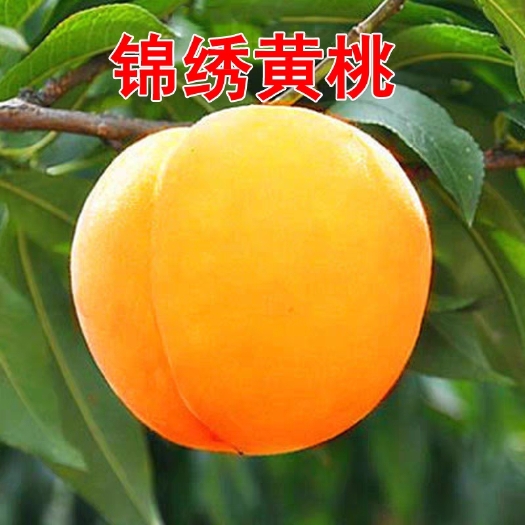 平邑县 嫁接桃树苗新品种 锦绣黄桃 桃子树苗金黄色 南方北方种植果