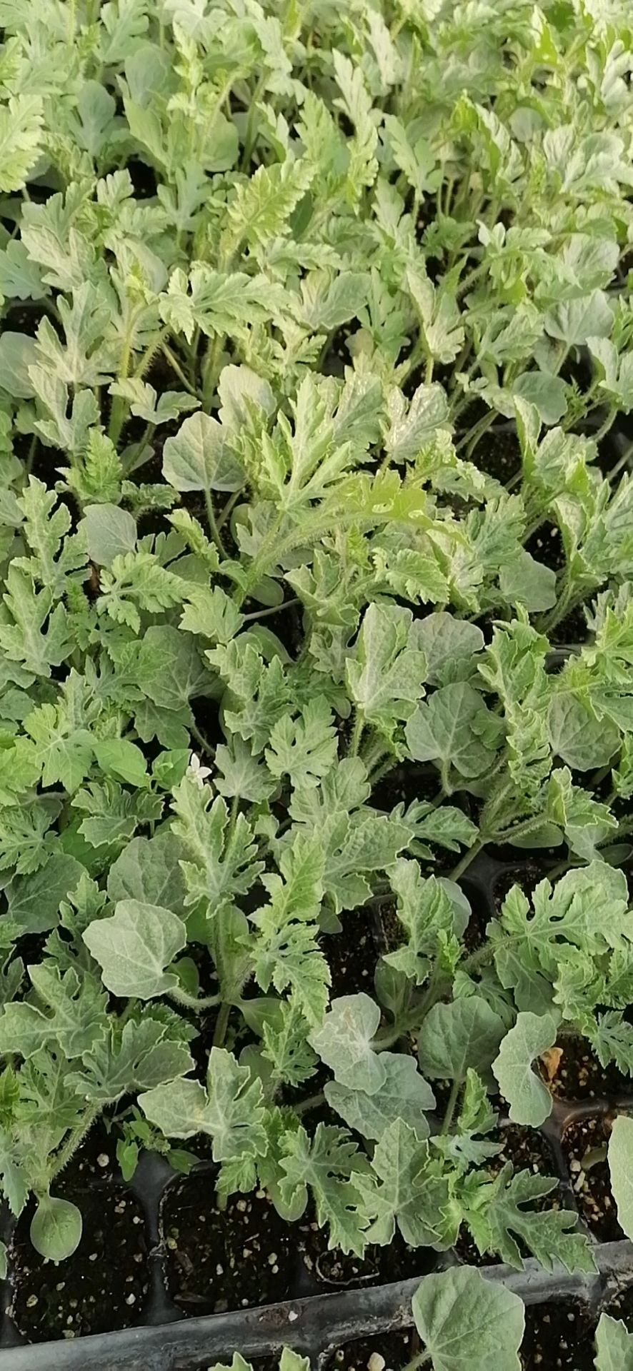  正宗新红宝嫁接西瓜苗，根系发达，产量高，抗病抗重茬