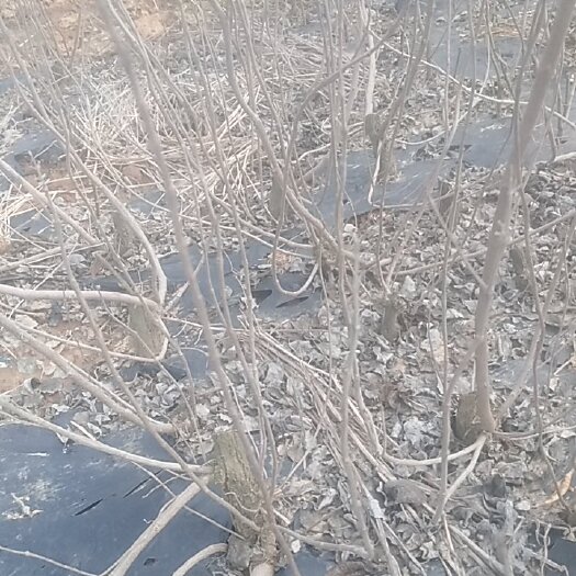 樟树市江西单叶蔓荆子苗