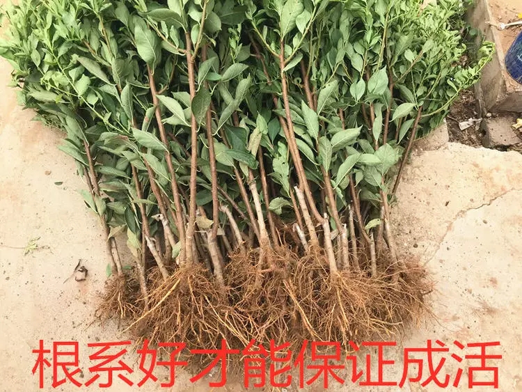 红美丽李子苗 西梅李子苗优质品种果大口感好，保湿发货基地直供
