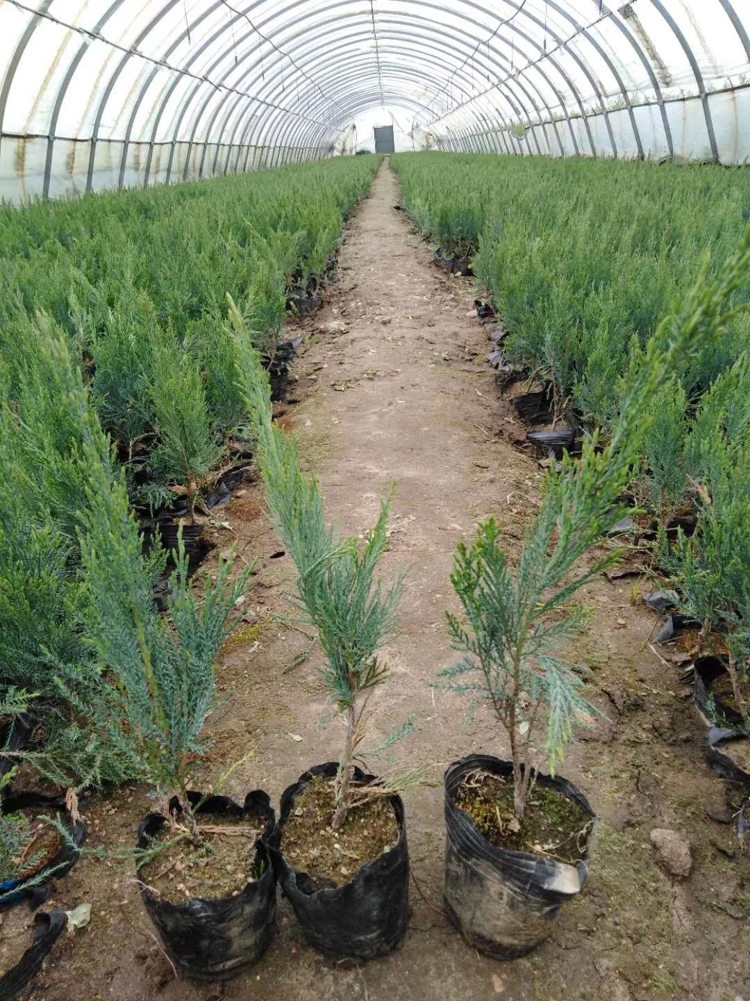 红叶李子苗 红叶李容器苗 偃柏营养杯苗 三角枫绿篱苗 茶条槭灌木 实地