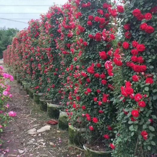 沭阳县 藤本月季欧月玫瑰爬藤蔷薇花苗植物花卉多季开花盆栽耐寒耐热花