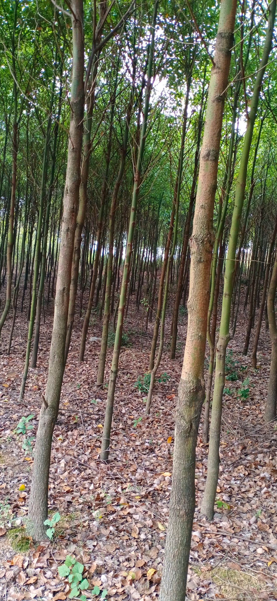 小叶樟
