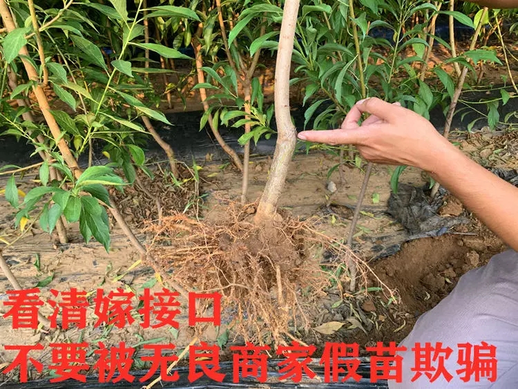 红美丽李子苗 西梅李子苗优质品种果大口感好，保湿发货基地直供