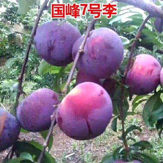 平邑县国峰7号李子苗 国峰七号李子苗，嫁接苗，现场挖苗基地直销，【推荐种植】