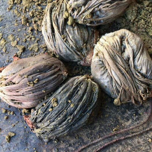 昆明鲜牛毛肚 牛百叶