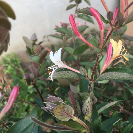 平邑县四季金银花苗 金银花 红花银花 包成活 包品种