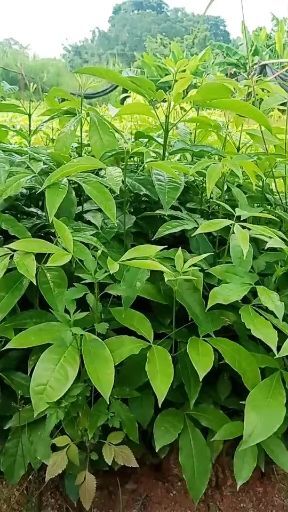 德庆县三丫苦 大量出售优质中药村三叉苦种苗