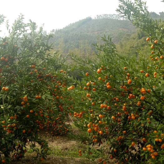 龙门县 自己家种的龙门年桔、洋山桔，果品味道甜美。