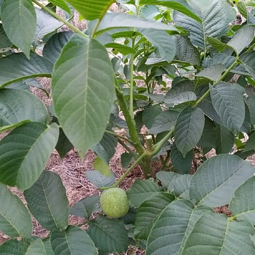 魏县薄皮核桃苗 基地种植，量大从优。