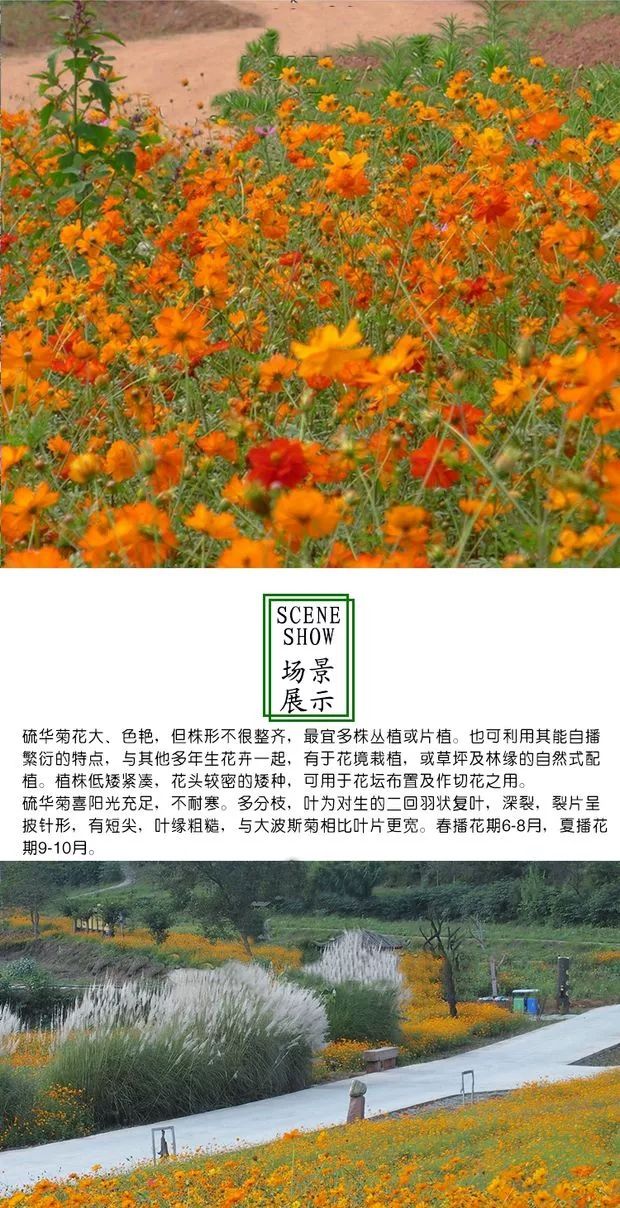 硫华菊种子 硫化菊种子新货大量批发。咨询有惊喜！