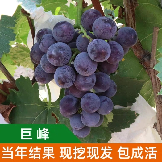 平邑县 巨峰葡萄苗八年大苗当年结果假一赔十保湿发货