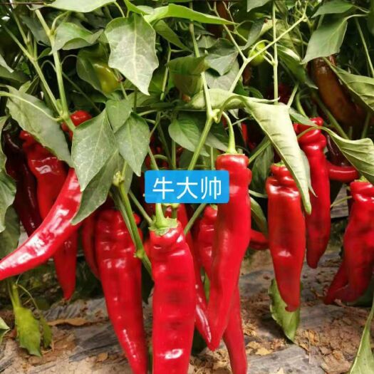 靖远县艳红辣椒 甘肃省白银市靖远县