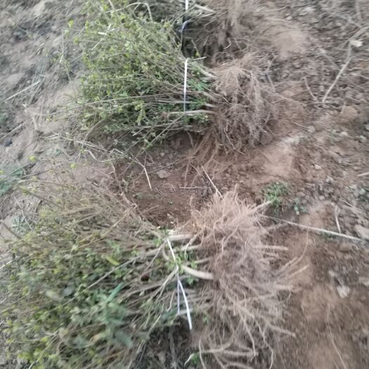 封丘县四季金银花苗 40~50公分